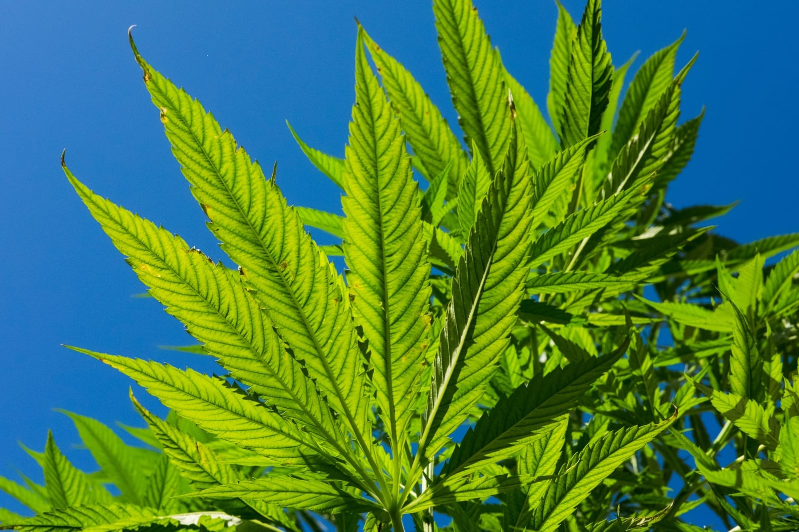 Cannabis plant growing outdoors