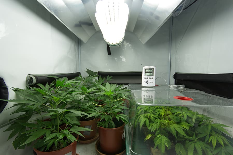 Indoor Grow Room with CFL Light