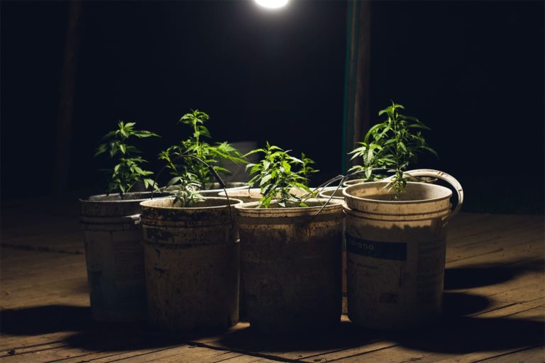 Cannabis under grow lights