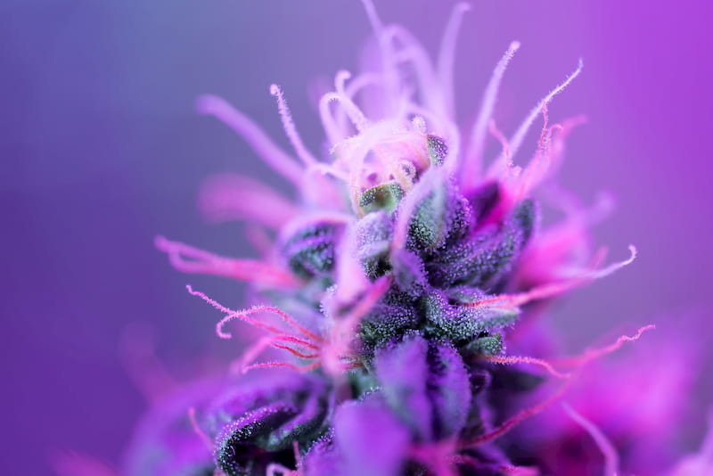 Macro Photo of Cannabis Bud