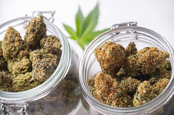 Two Jars of Cannabis in Dispensary