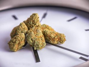 Cannabis on a Clock