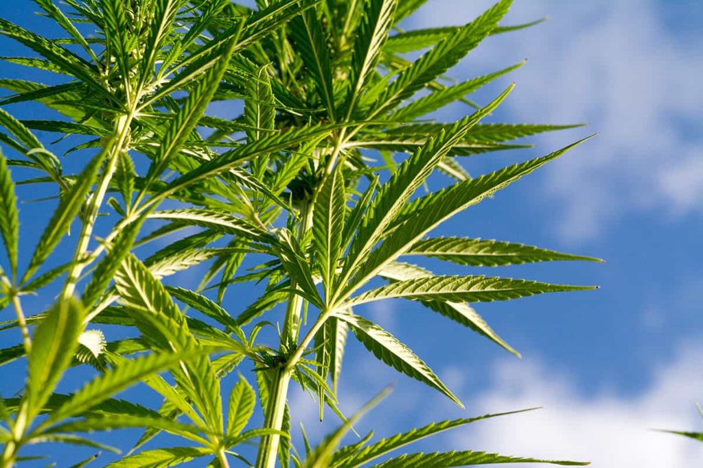 Cannabis with blue skies behind it